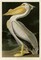 American White Pelican Poster Print by John James Audubon - Item # VARPDXJJA311